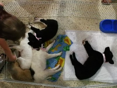 Благодійна ярмарка безпритульних тварин у Ковелі